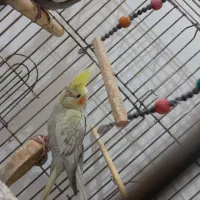 ۳ عدد عروس هنلدی