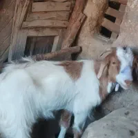 بزغاله ماده