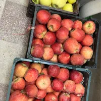 سیب|خوردنی و آشامیدنی|شیراز, شهرک مهدیآباد|دیوار