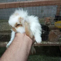 بچه خرگوش لوپ|موش و خرگوش|بندرعباس, |دیوار