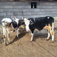 دو راس لیشه سیمیتال و هلیشتاین