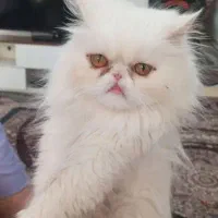گربه