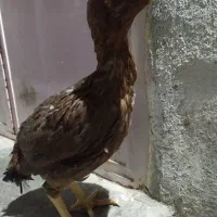 مرغ|حیوانات مزرعه|زاهدان, |دیوار