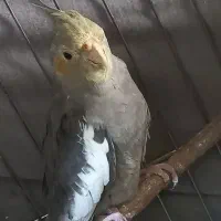 فروش تعدادی عروس هلندی سالم|پرنده|صباشهر, |دیوار