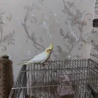 عروس هلندی|پرنده|محمدیه-قزوین, |دیوار