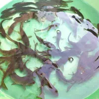 پرورش و فروش ماهی کپور طلایی تاتار|ماهی|اصفهان, بوستان ناژوان|دیوار