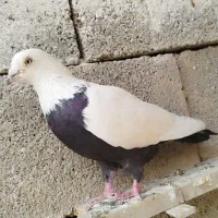 شوش|پرنده|شوش, |دیوار