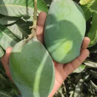 نهال انبه پیوندی رودان برنطین