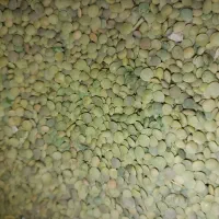 عدس دیمه(رباط)|خوردنی و آشامیدنی|مشهد, چهارچشمه|دیوار