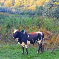 گاو محلی ماسال