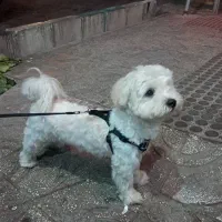 شیتزو مالتیز پسر ۹ ماهه