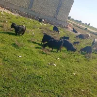 بز وبیگ|حیوانات مزرعه|دزفول, |دیوار