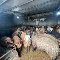 کارگر دامداری(چراندن گوسفند)