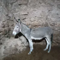 خر نر جوان|حیوانات مزرعه|بجنورد, |دیوار