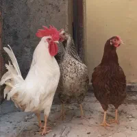 فروش 3 عدد مرغ و خروس