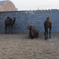 شتر