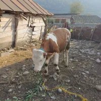 گاو(گوساله) نر سیمینتال اصل جنس|حیوانات مزرعه|پایین هولار, |دیوار