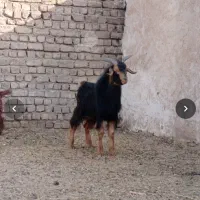 بز باع بز غاله آبستن