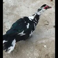 اردک اسراییلی