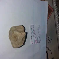 فسیل انواع صدف|کلکسیون و سرگرمی|فردوس (خراسان), |دیوار