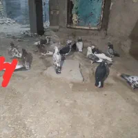 کبوتر تهرانی|پرنده|هرسین, |دیوار