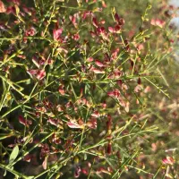 خریدار خارشتر