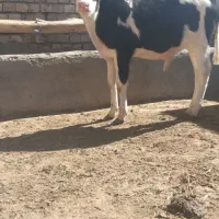 گوساله سیمینتال دشتی