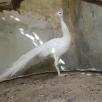 طاووس|پرنده|مشهد, آبکوه|دیوار