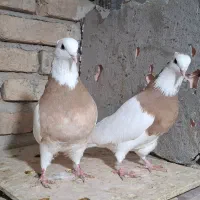 کبوتر طوقی لیمو