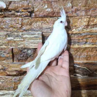 تعدادی عروس تازه دونخور اهلی ورام