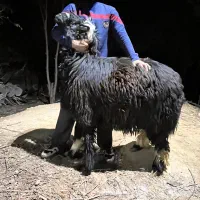 بره قوچ|حیوانات مزرعه|شیراز, گویم|دیوار