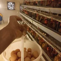 تخم مرغ گلپایگان