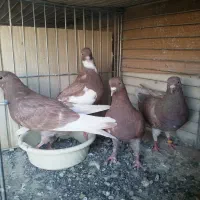 دوجفت کبوترانگلیسی یکجا یکونیم