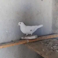 کبوتر معمولی گرفتنی|پرنده|اهواز, بعثت|دیوار