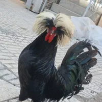 تخم مرغ نطفه دار گلپایگان و لهستانی