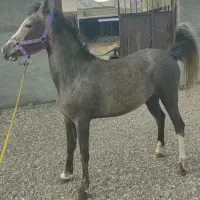 کوری مادیان|اسب و تجهیزات اسب‌سواری|بیستون, |دیوار