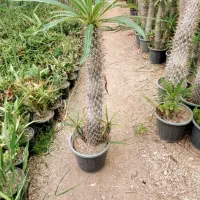 نخل ماداگاسکار بچه زا کاکتوس