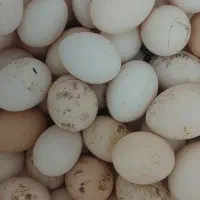 تخم مرغ محلی تازه|خوردنی و آشامیدنی|اهواز, کیان اباد|دیوار