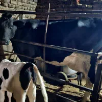 گاو سیاه شیری - دورگه هلشتاین - گوساله دار