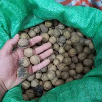گردو درجه یک|عمده‌فروشی|سرپل ذهاب, |دیوار