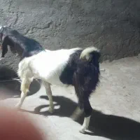 سلام یک نوازنده نژدی سرحال قیمت ۳۵میلیون مقتوح
