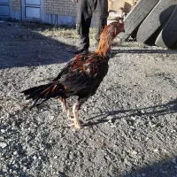 حیوانات خروس لاری|حیوانات مزرعه|اسلامشهر, ملکآباد|دیوار