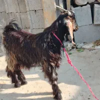 نر و ماده|حیوانات مزرعه|کاکی, |دیوار