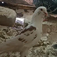 ابلغ سرخ صید