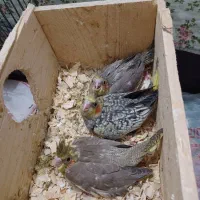 عروس هلندی جوجه