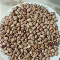 لوبیا تازه و تمیز