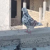 کبوتر