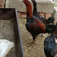 خروس لاری|حیوانات مزرعه|صوفیان, |دیوار