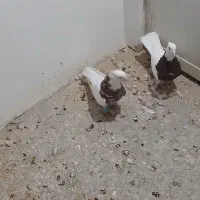 کفتر