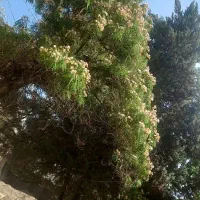 چلتک درجه یک